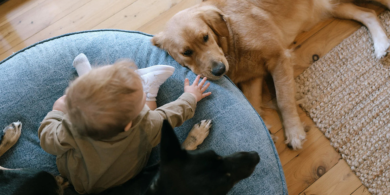 baby and dogs on pippa floor cushion